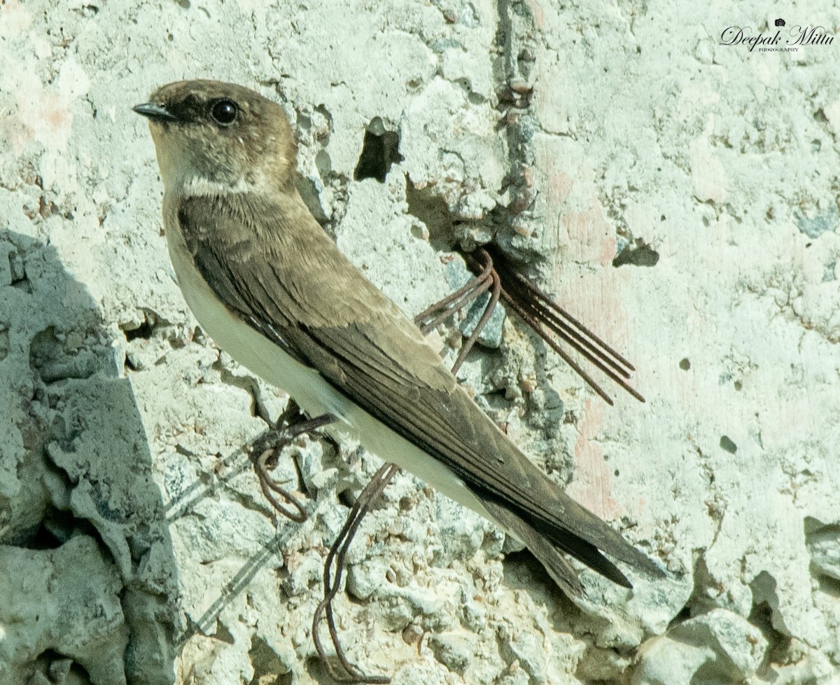 Pale Martin - ML479845551