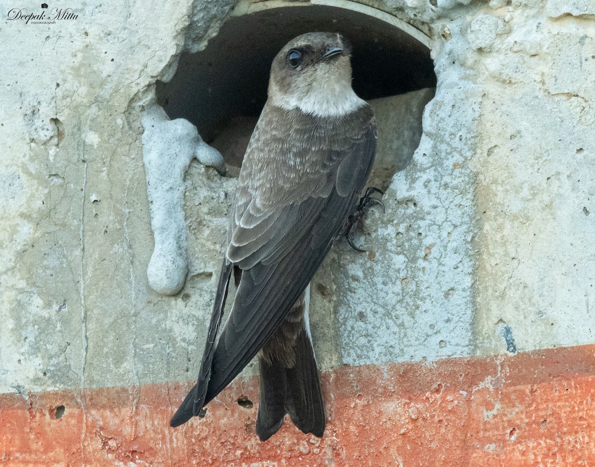 Pale Martin - ML479845561