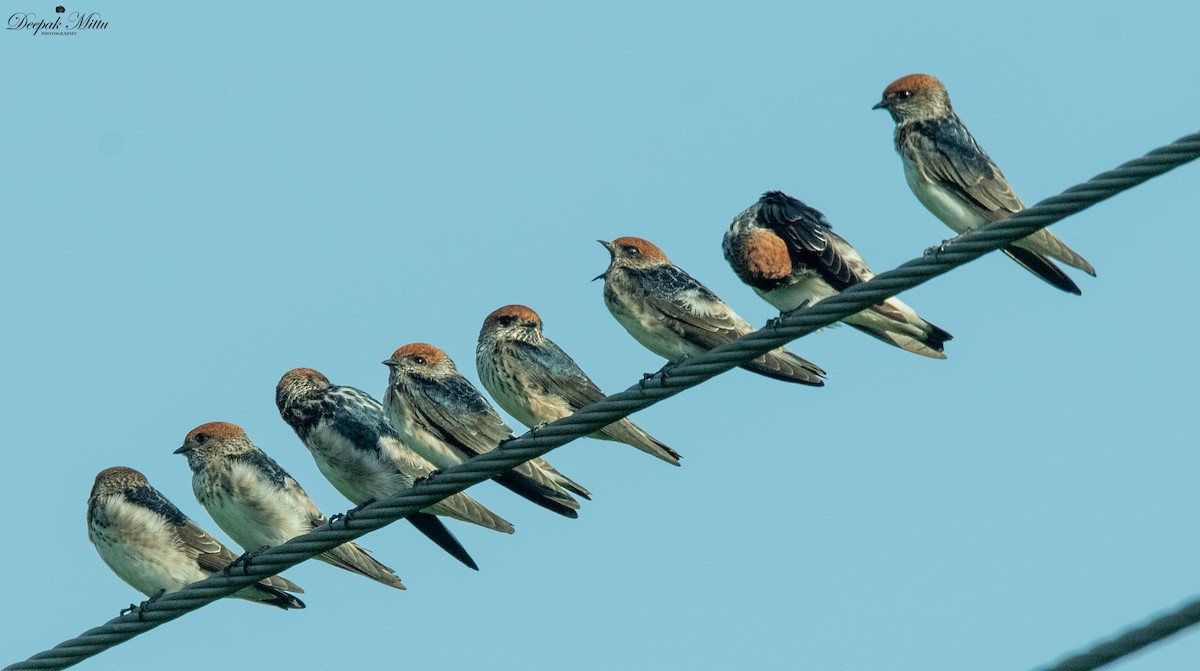 Streak-throated Swallow - ML479845851