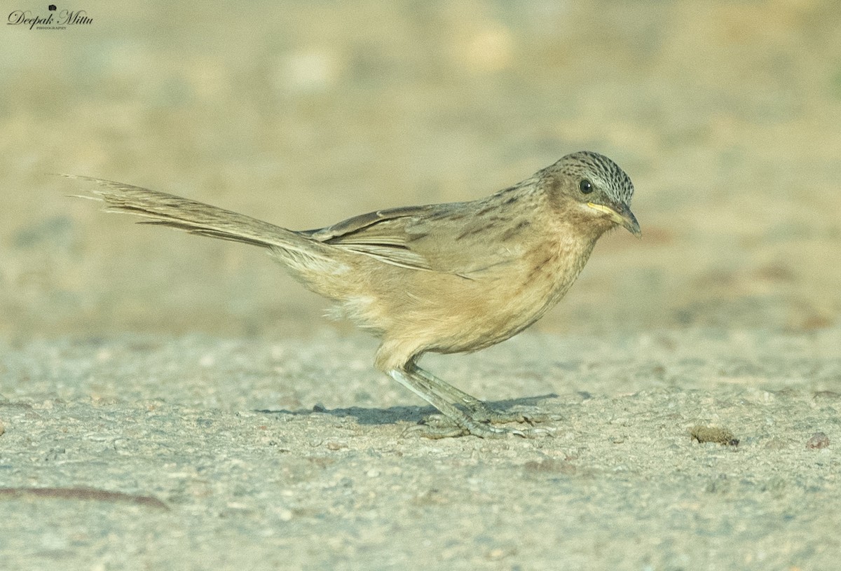 Striated Babbler - ML479845931