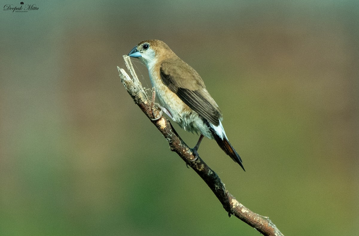 Indian Silverbill - ML479846011