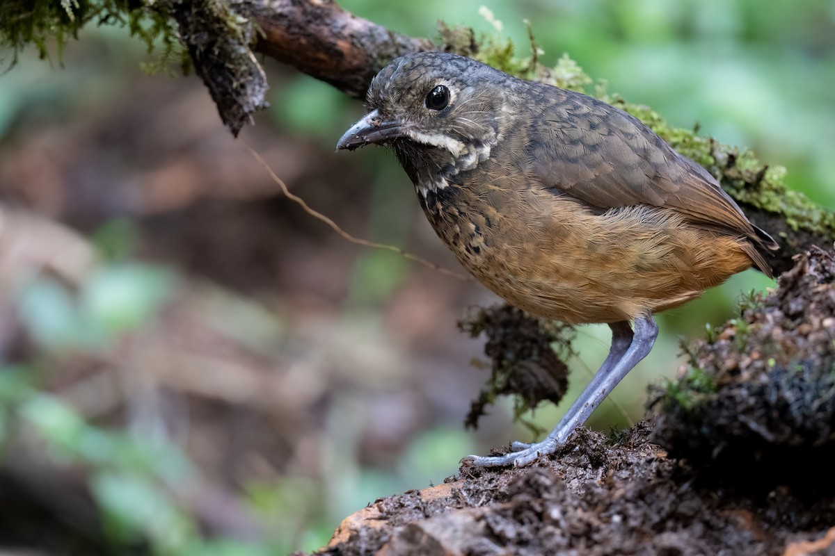 Scaled Antpitta - ML479846071