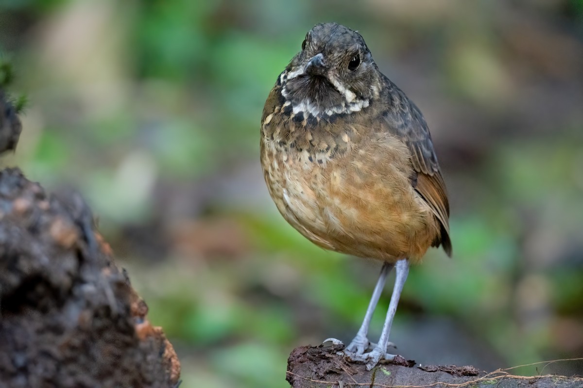 Scaled Antpitta - ML479846081