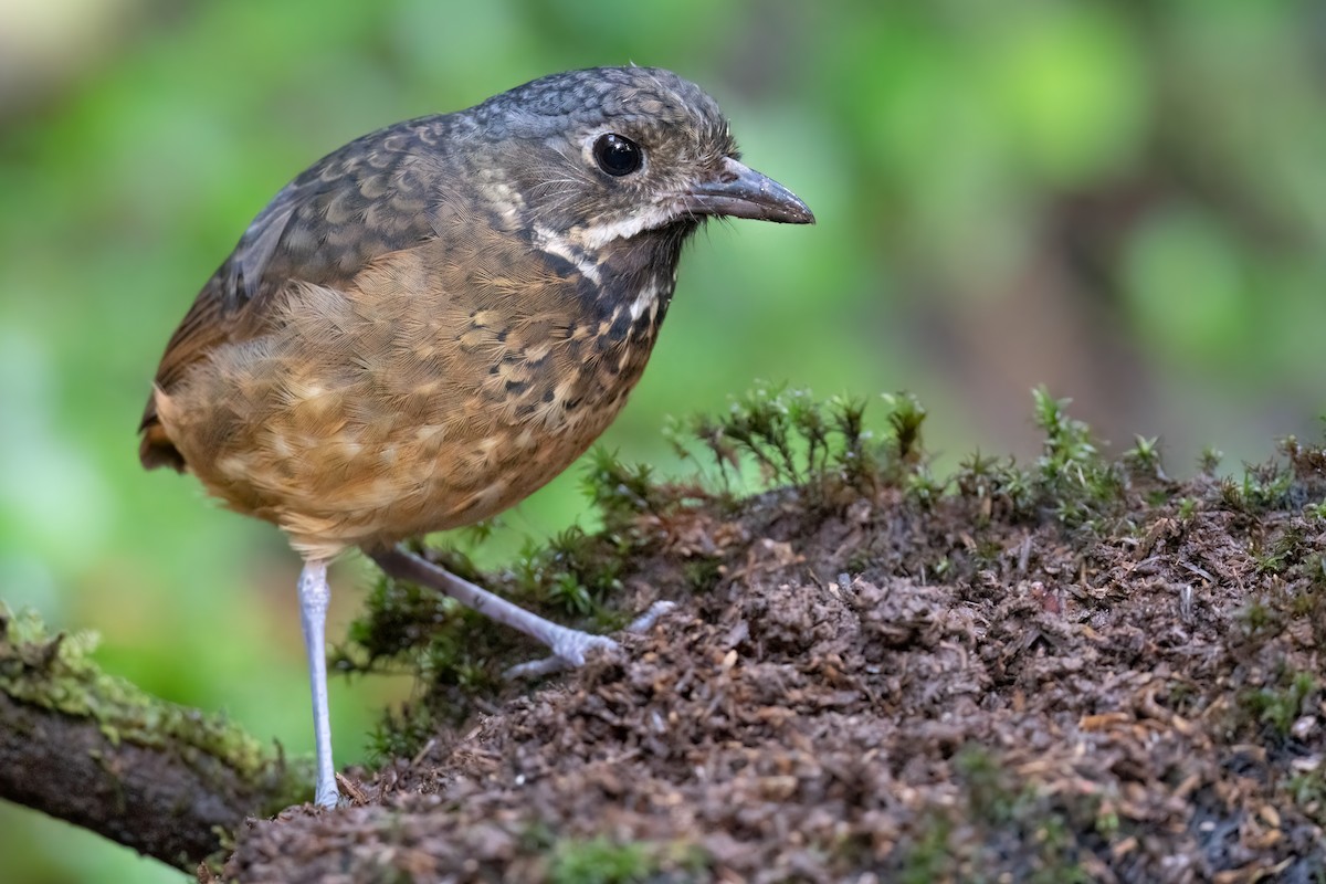 Scaled Antpitta - ML479846101