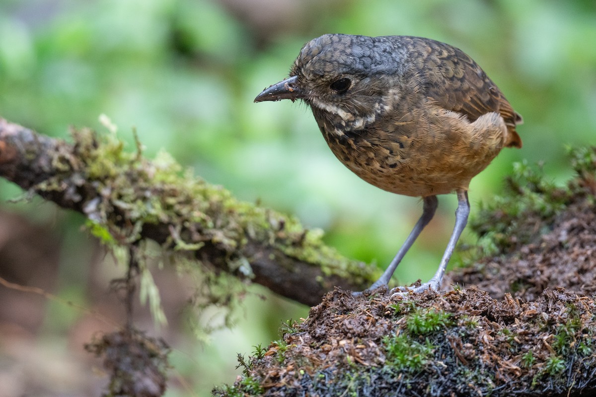 Scaled Antpitta - ML479846111