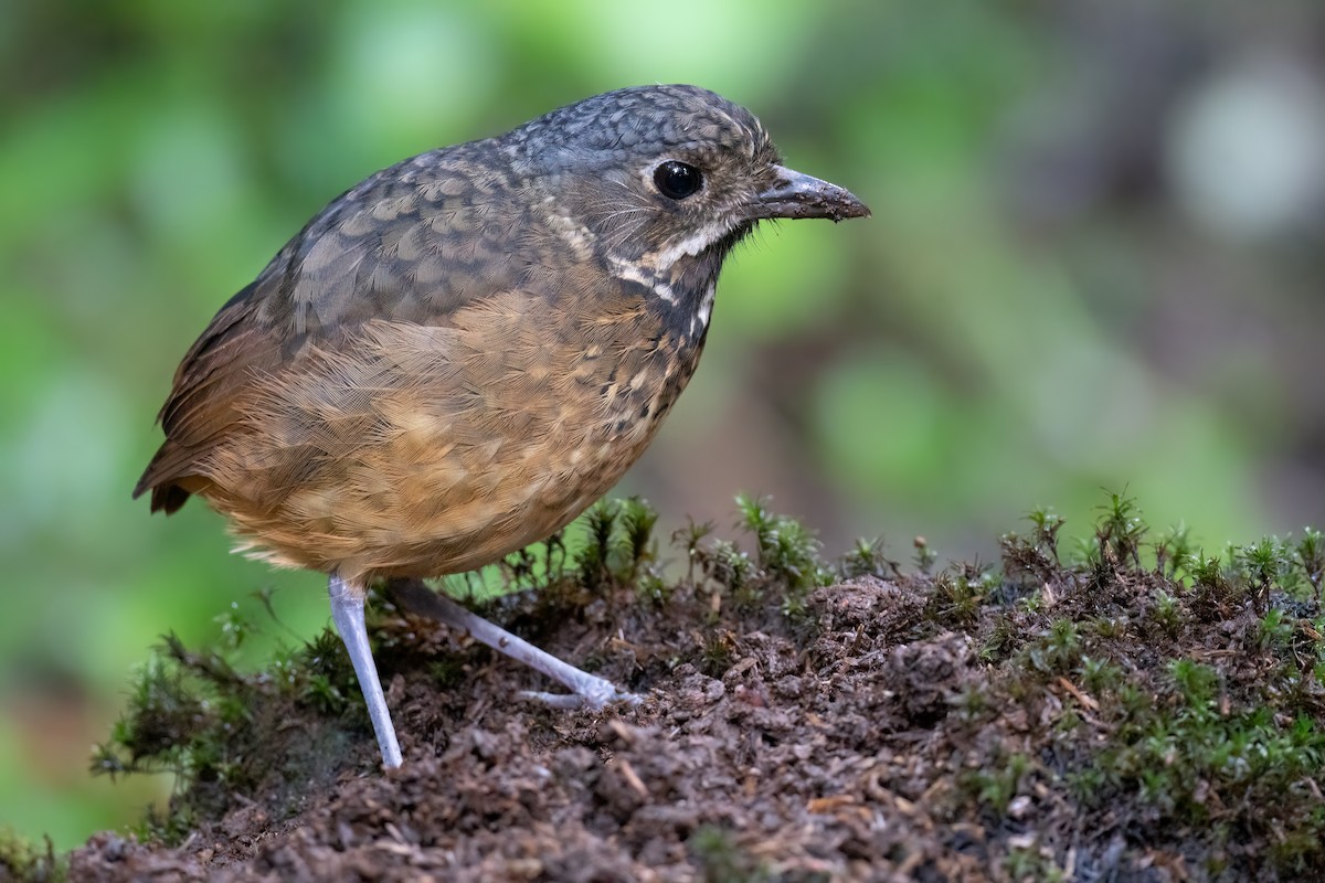 Scaled Antpitta - ML479846121