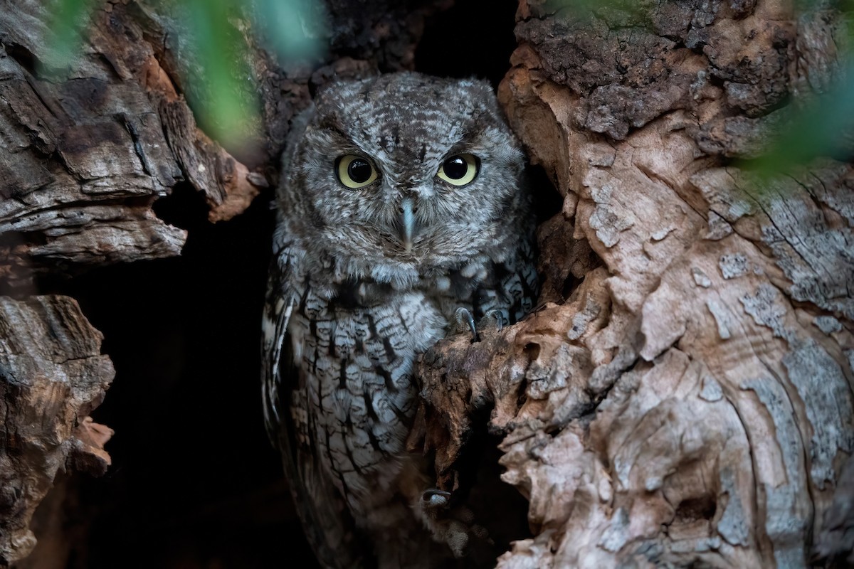 Western Screech-Owl - Derek Lecy