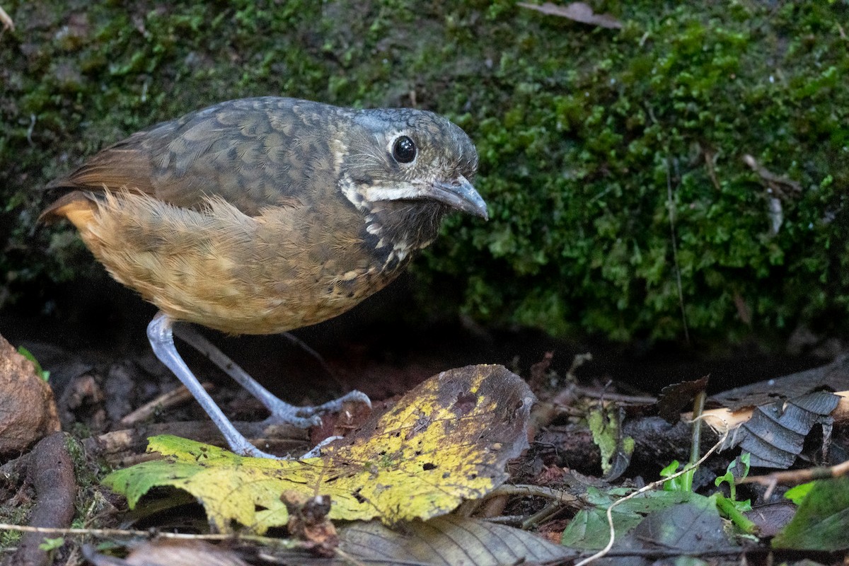 Scaled Antpitta - ML479846141