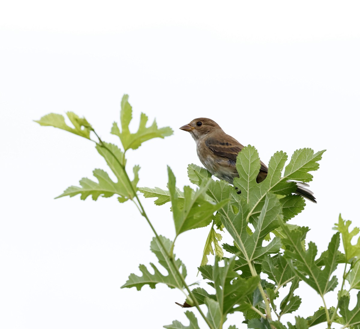 Indigo Bunting - Jason Lott