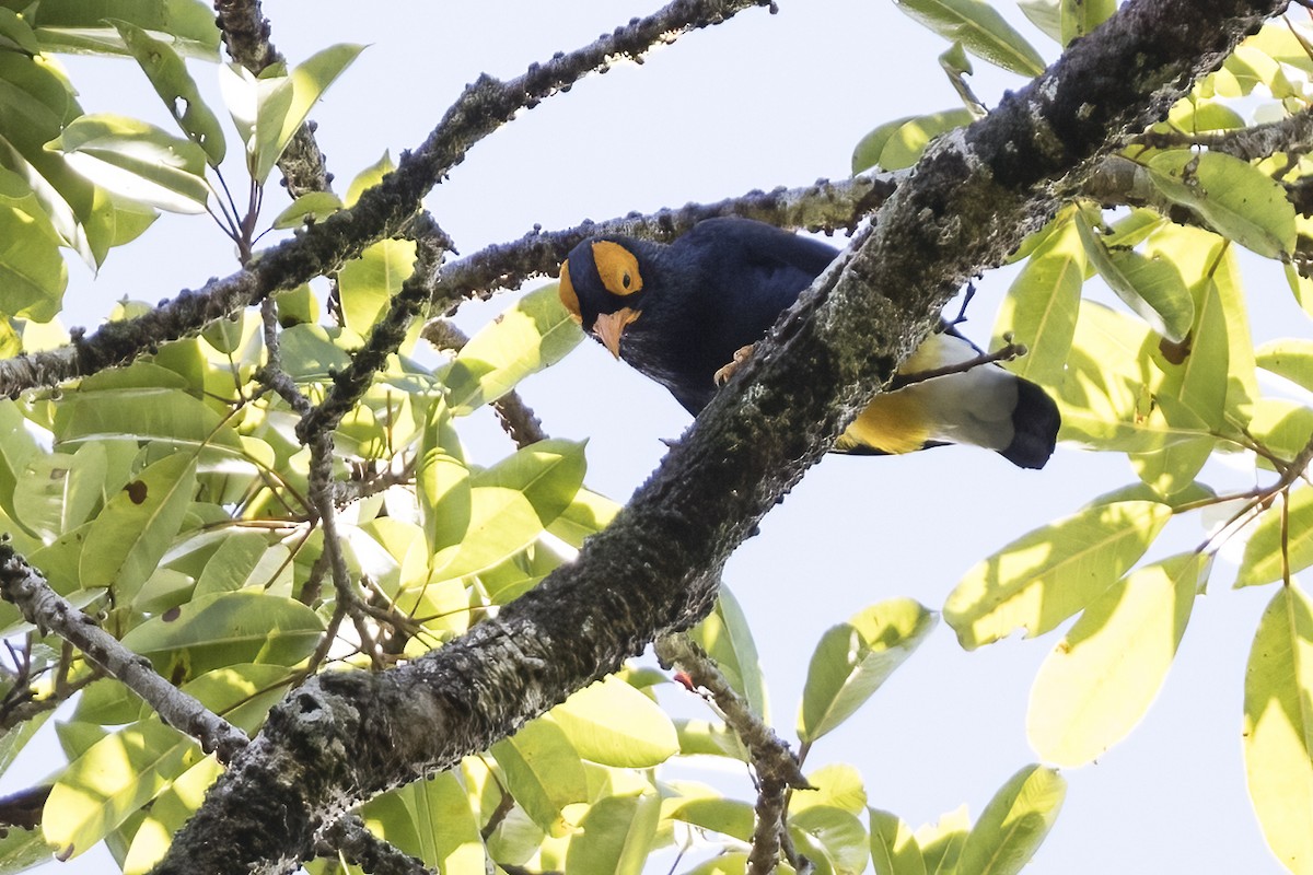 Yellow-faced Myna - Robert Lockett