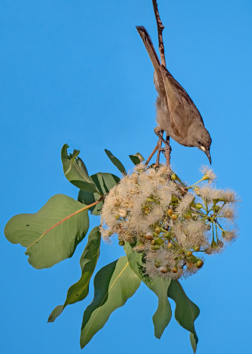 White-gaped Honeyeater - ML479846941