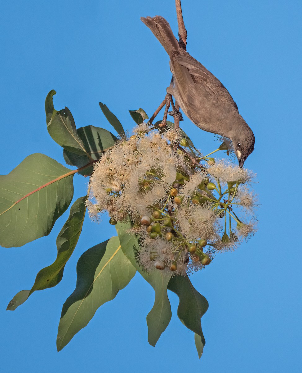 White-gaped Honeyeater - ML479846951