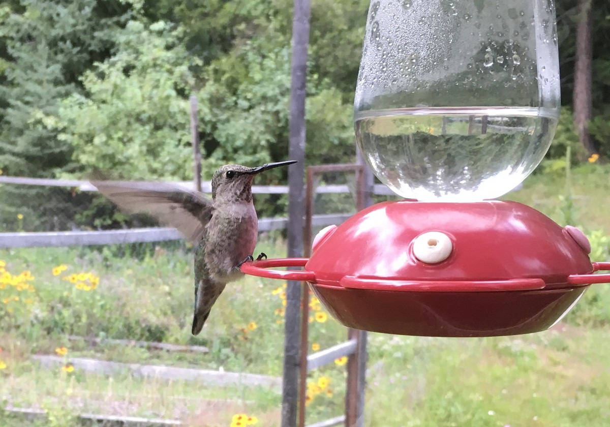 Anna's Hummingbird - ML479848461