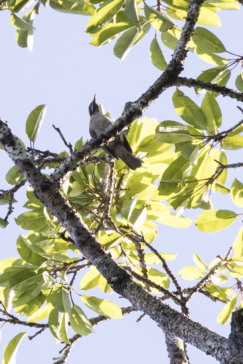 Streak-headed Honeyeater - ML479848681