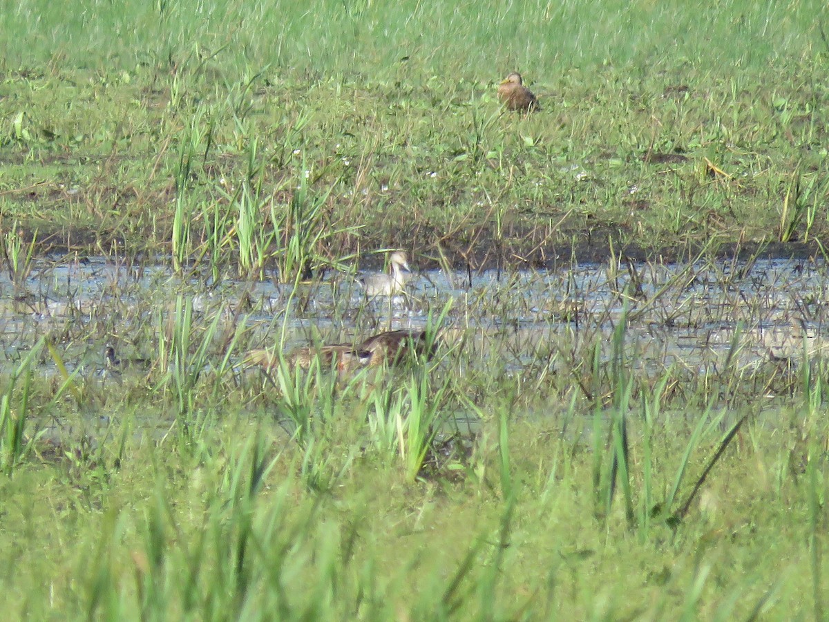 Northern Pintail - ML479848841