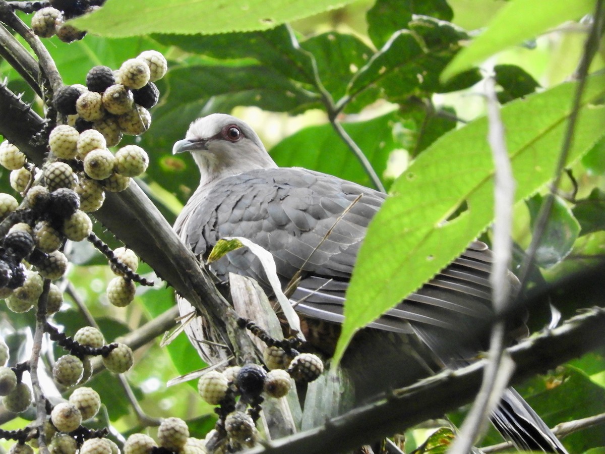 Sombre Pigeon - ML479848981