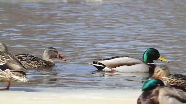 Canard colvert - ML479849