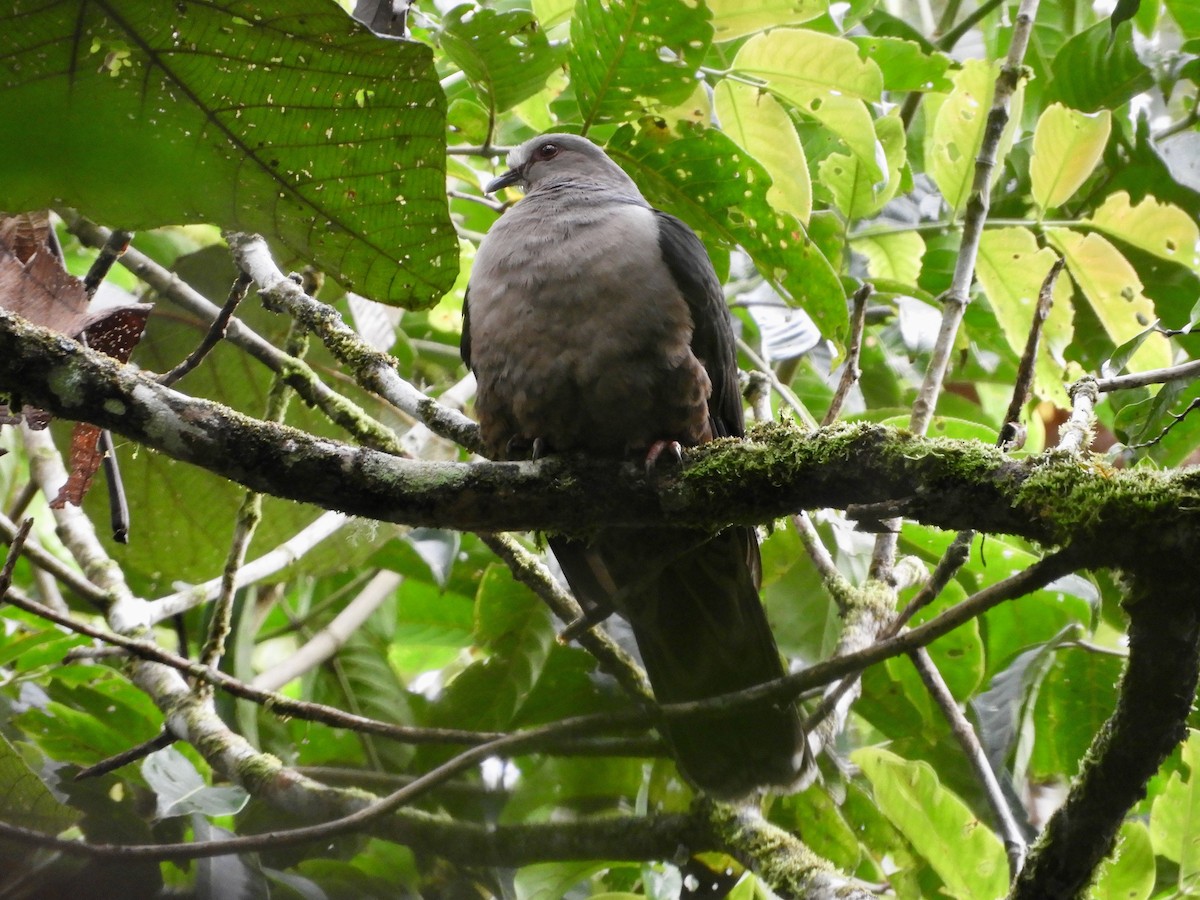 Sombre Pigeon - ML479849071