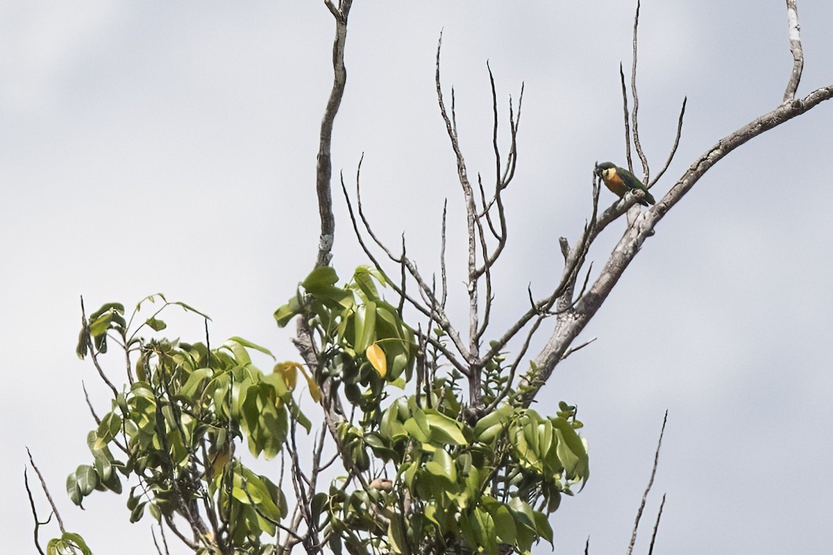 Blue-fronted Fig-Parrot - ML479849181