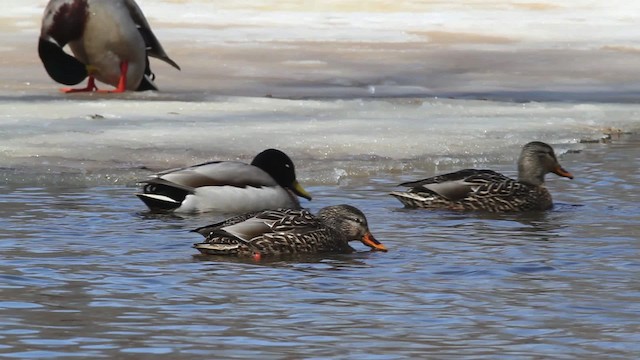 Canard colvert - ML479850