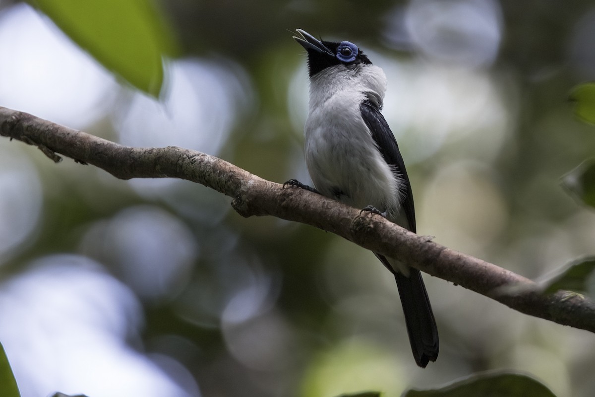 Frilled Monarch - Robert Lockett