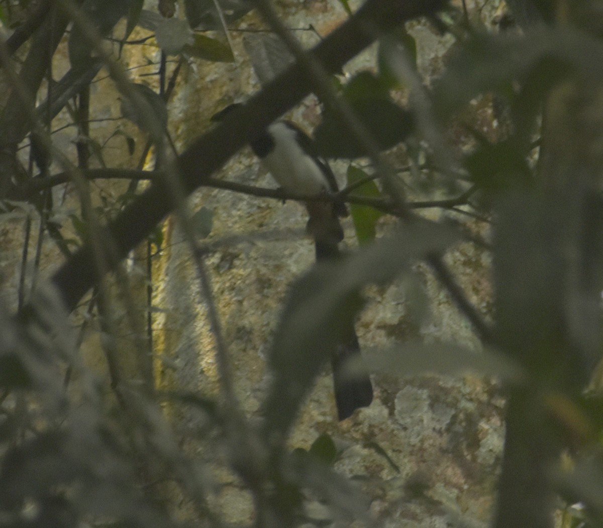 White-bellied Treepie - ML479851121