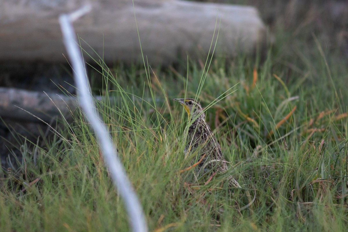 Western Meadowlark - Justin Saunders