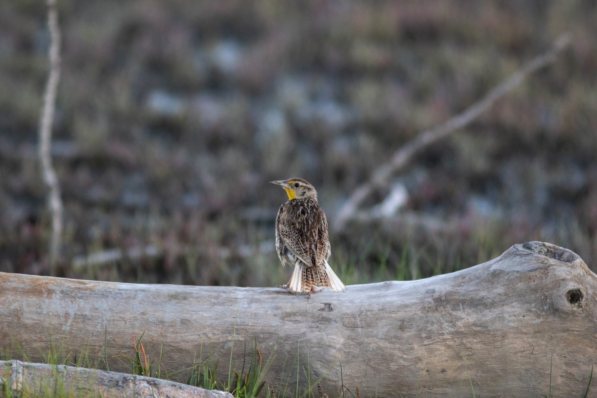 Western Meadowlark - Justin Saunders