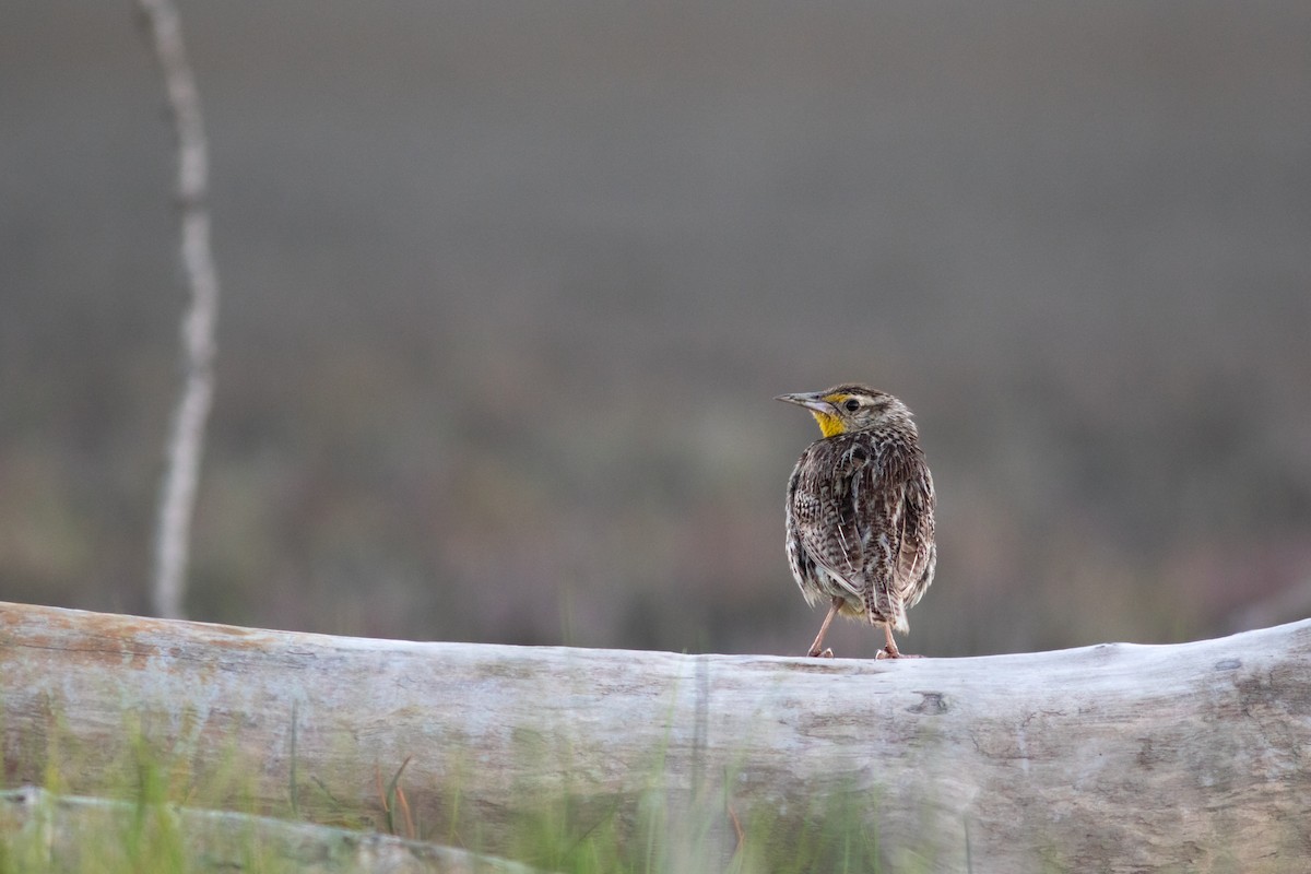 Western Meadowlark - Justin Saunders