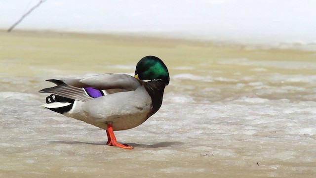 Mallard - ML479853