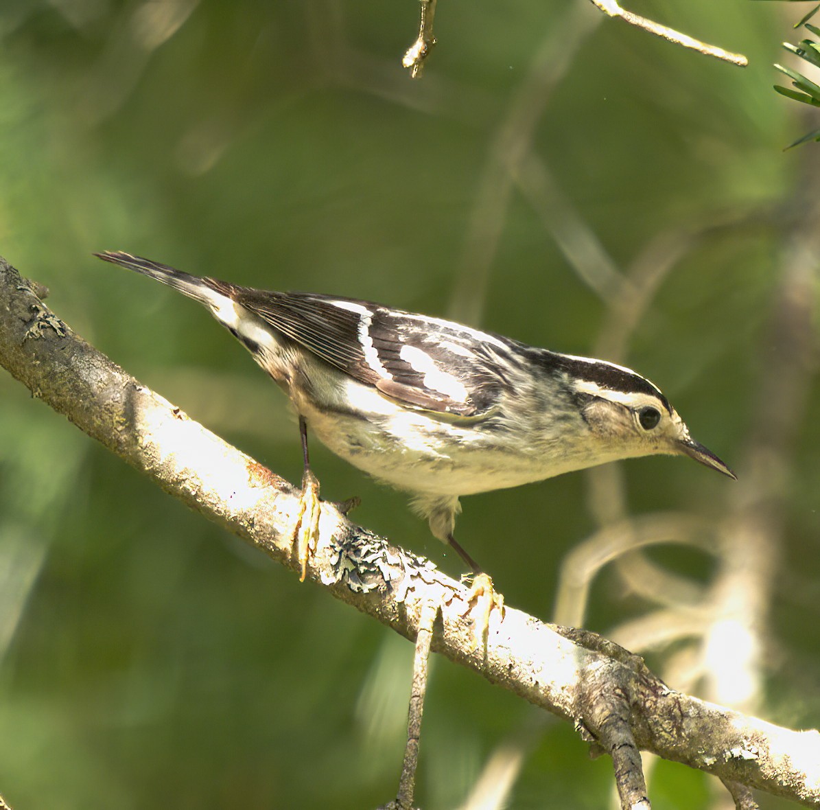 Black-and-white Warbler - ML479853111