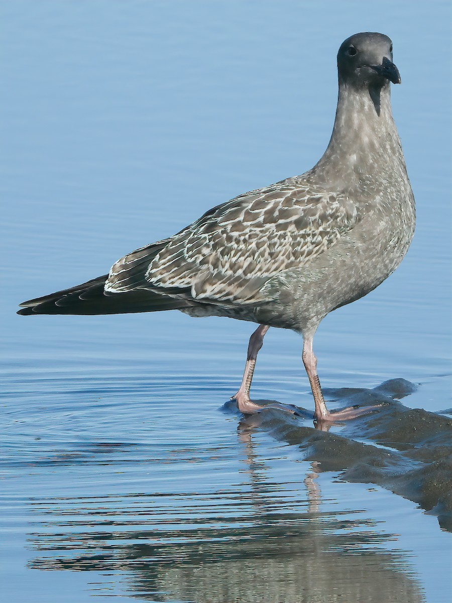 Western Gull - ML479853231