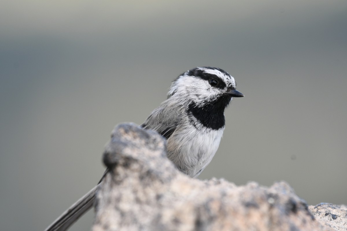 Mountain Chickadee - John Hudecek