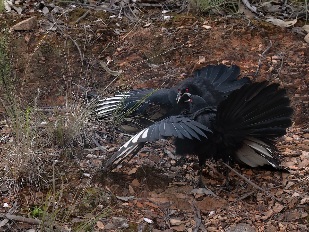 White-winged Chough - ML479854541