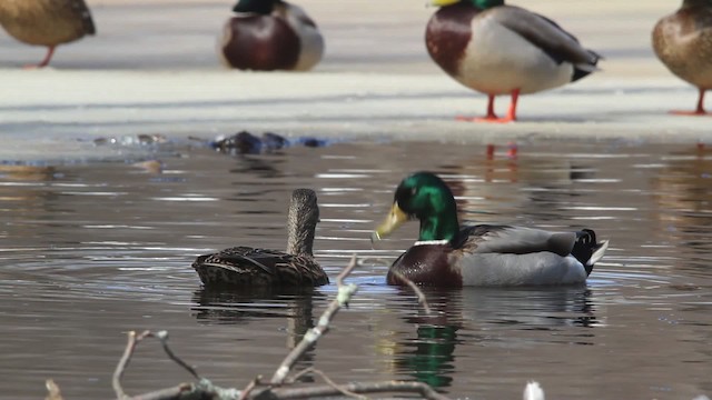 Canard colvert - ML479855