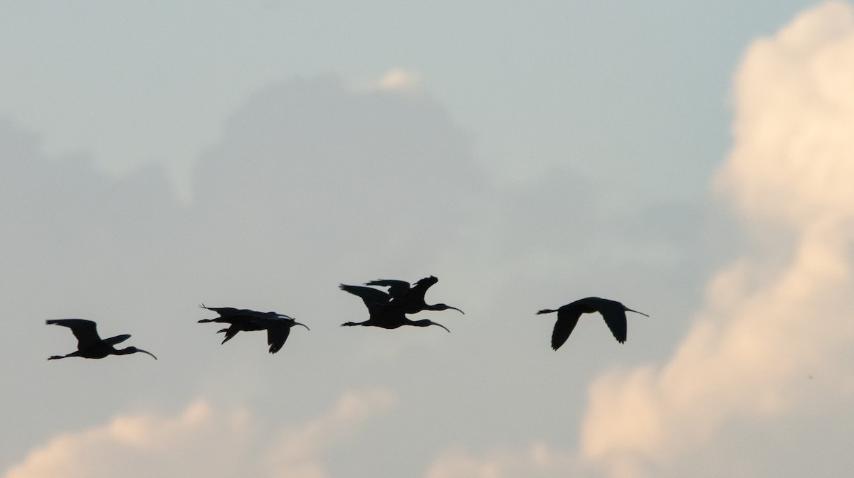 ibis americký - ML479855381