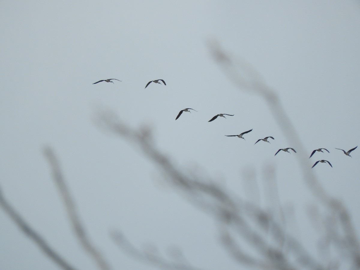 Straw-necked Ibis - ML479855811