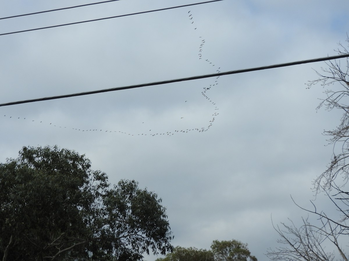 Straw-necked Ibis - ML479855821