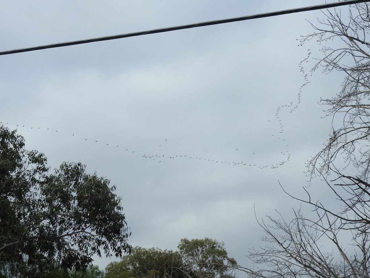 Straw-necked Ibis - ML479855831