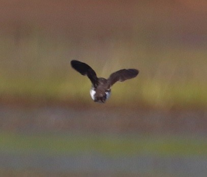 Tree Swallow - ML479856371