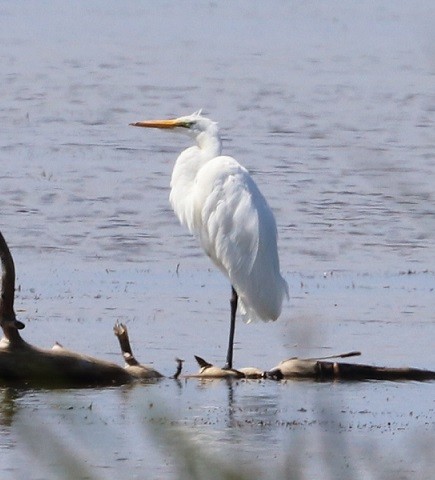 Great Egret - ML479856491