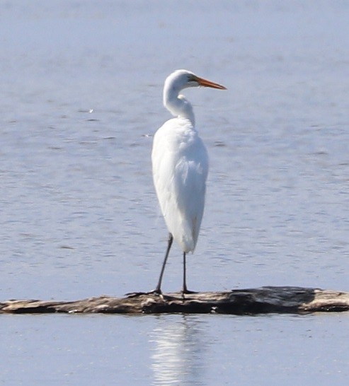 Great Egret - ML479856501