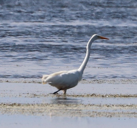 Great Egret - ML479856551