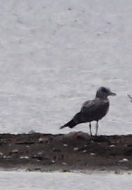 Herring Gull - A. Gary Reid