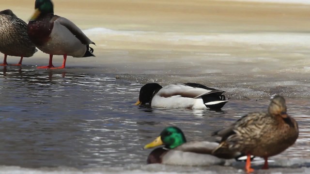 Canard colvert - ML479857