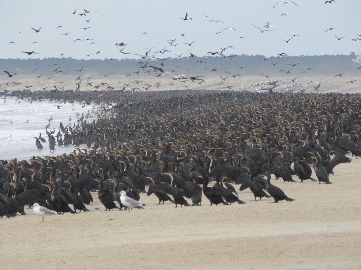 Double-crested Cormorant - ML47985711