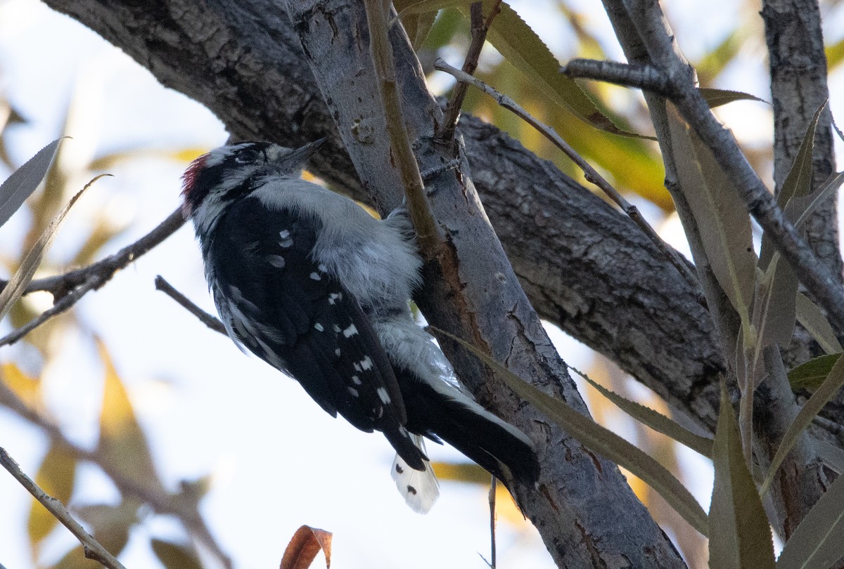 Downy Woodpecker - Liam Huber