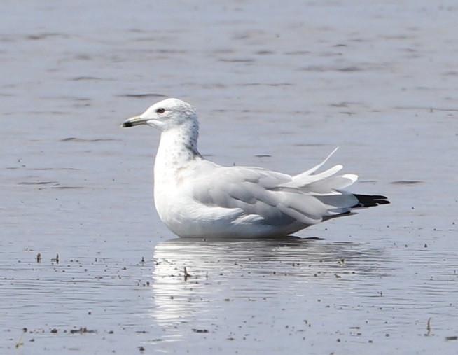 Ring-billed Gull - ML479857291