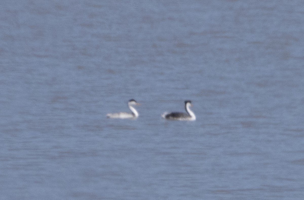 Clark's Grebe - ML479857441