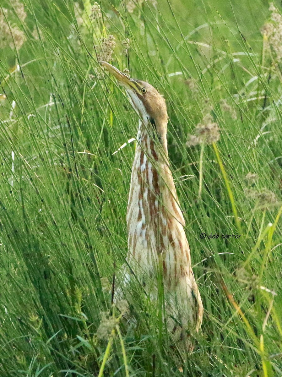 American Bittern - ML479857461